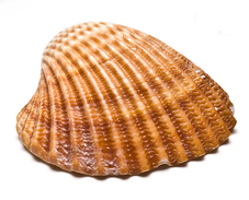 shell_10