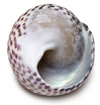 shell_3