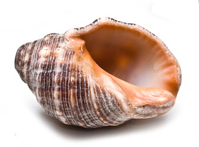 shell_6